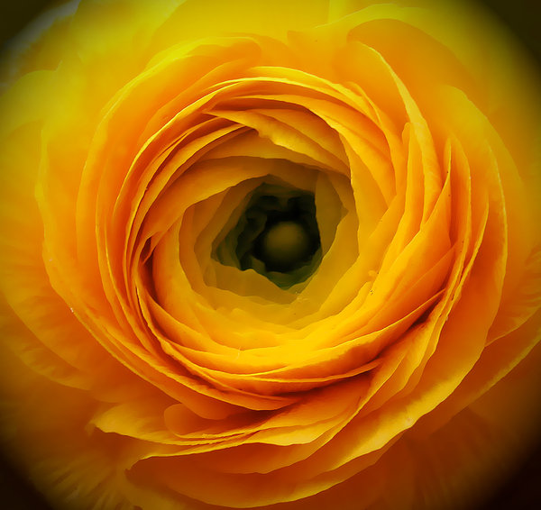 Yellow_Heart_by_XxXBiancaXxX Yellow Heart by XxXBiancaXxX